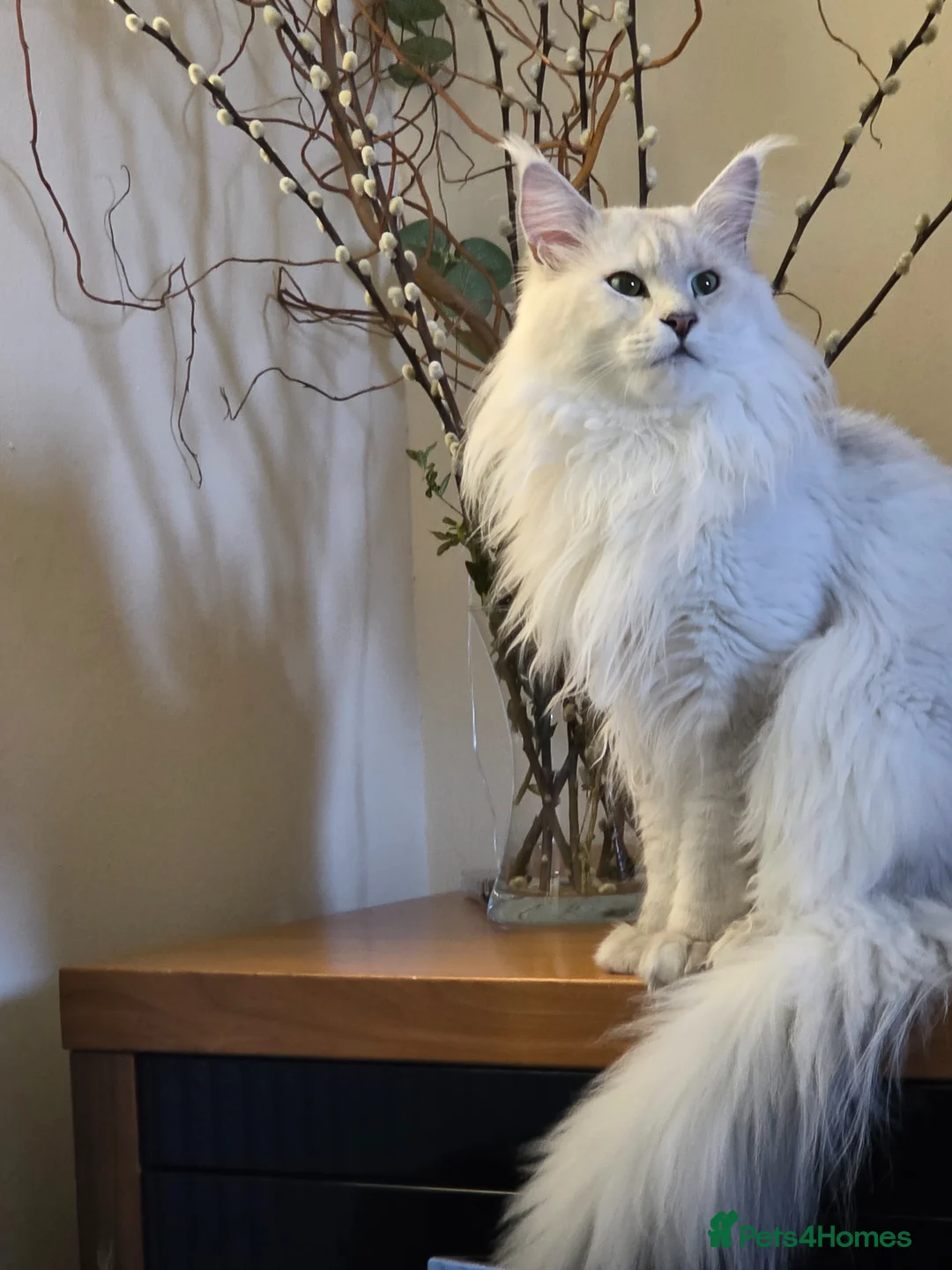 Maine Coon cats for stud: Sir Aslan Silver Shaded Stud  - Advert 1