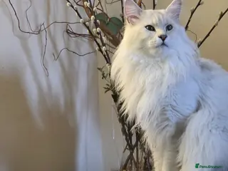 Maine Coon cats Sir Aslan Silver Shaded Stud - Advert 1
