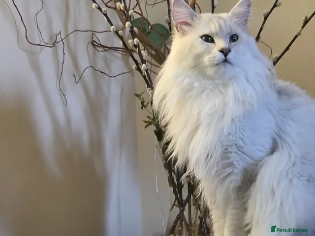 Maine Coon cats for stud: Sir Aslan Silver Shaded Stud - Advert 1
