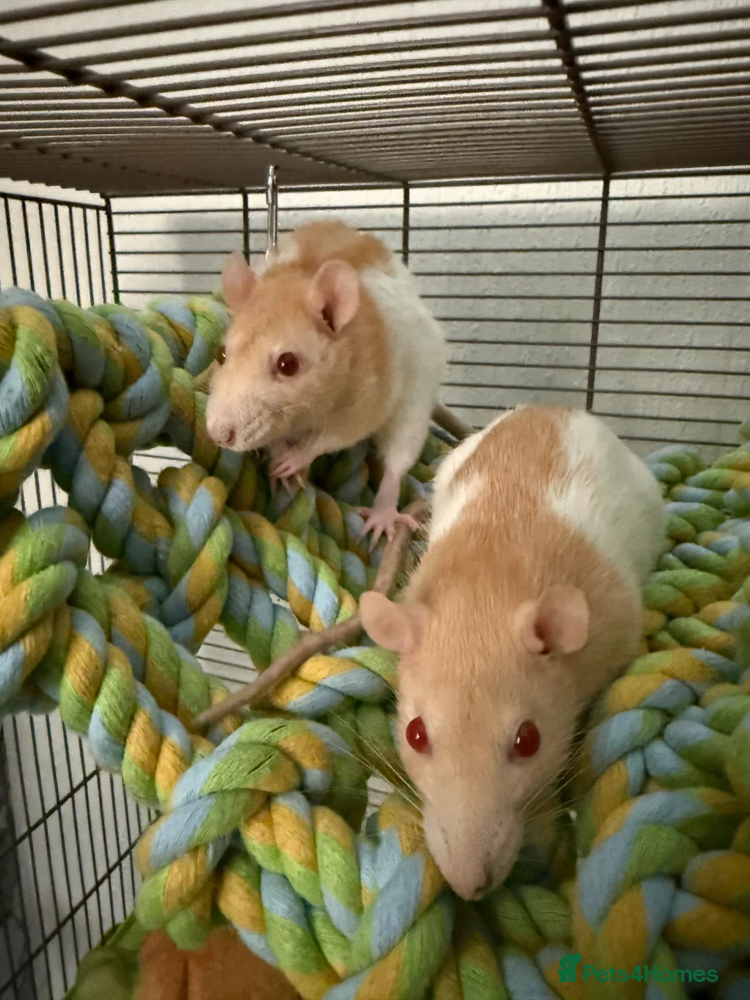 Rat rodents for sale: 4 Friendly Female Rats in Ormskirk - Advert 2