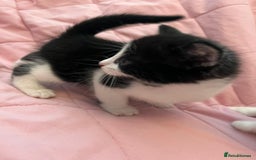 Mixed Breed cats for sale: Mixed Bengal Kittens  - Image 7