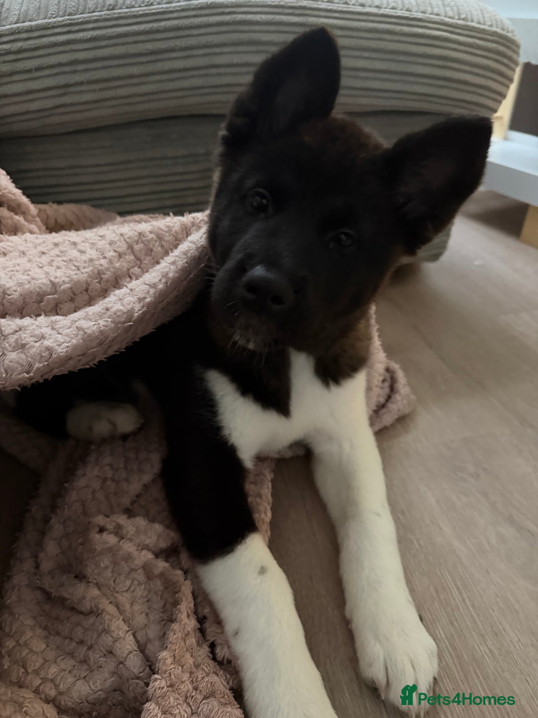 Akita dogs for sale: Japanese Akita  - Advert 5