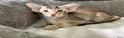 Oriental cats for sale: Oriental ticked tabby boy - Advert 4