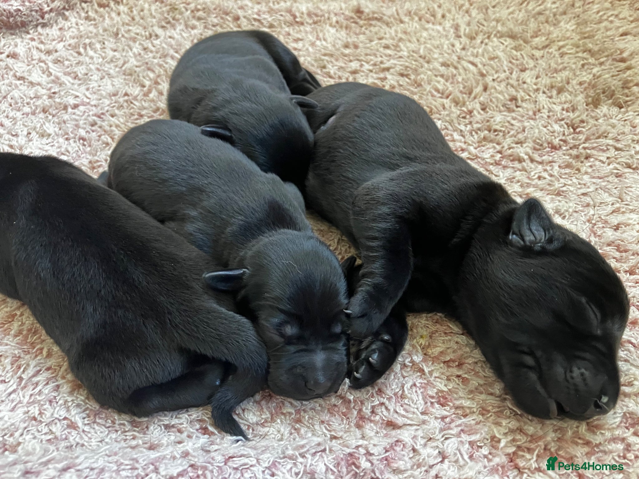 Labrador Retriever dogs Quality bred, cared for puppies. Pick of litter? - Advert 1