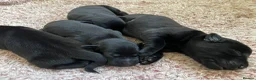 Labrador Retriever dogs for sale: Quality bred, cared for puppies. Pick of litter? - Advert 1