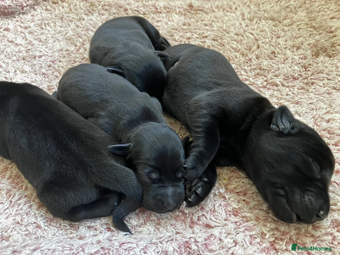 Labrador Retriever dogs for sale: Quality bred, cared for puppies. Pick of litter? - Advert 1