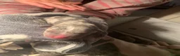 American Bully dogs for sale: Pocket bully - Advert 5