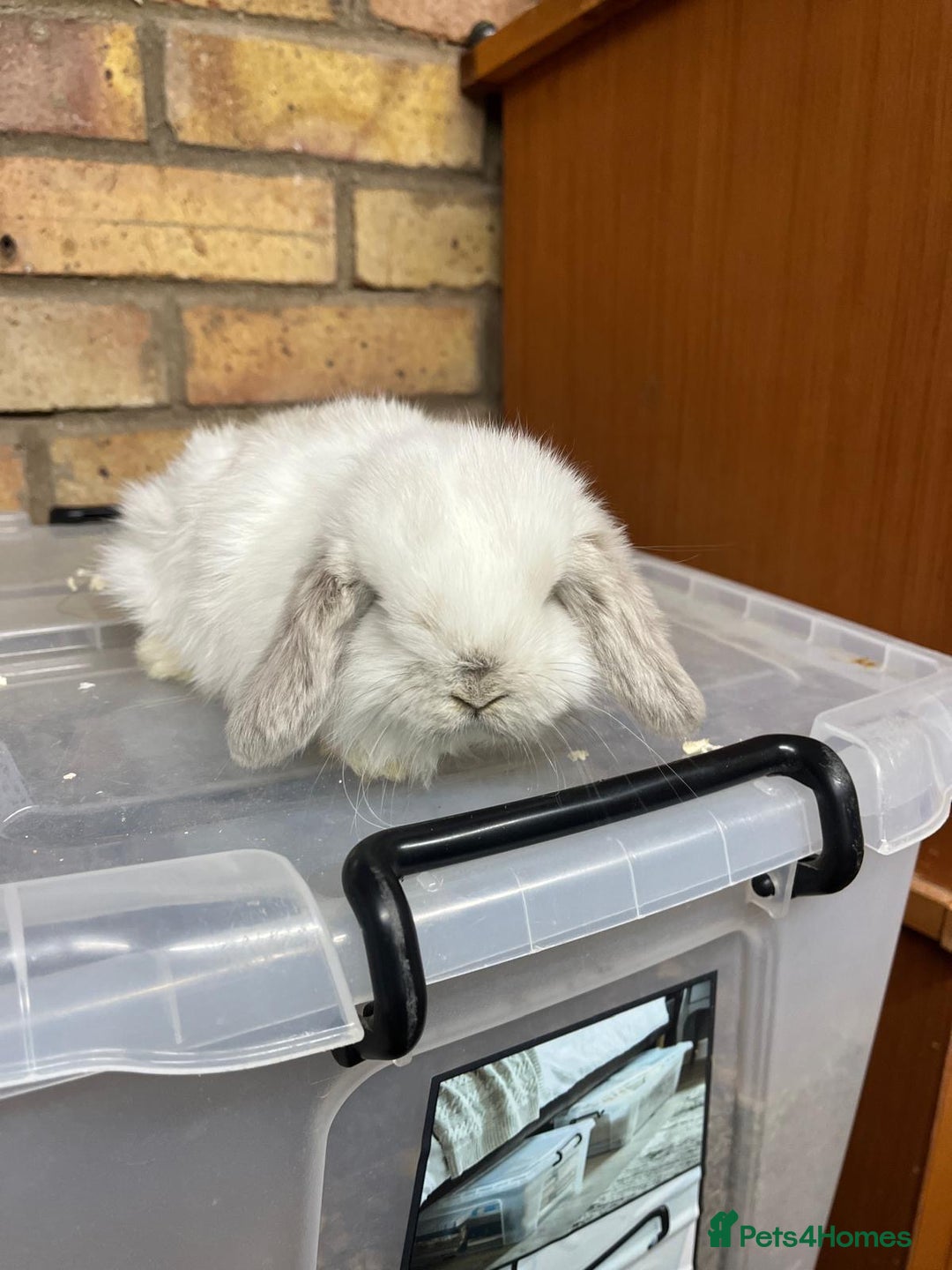 Mini Lop rabbits for sale: Beautiful baby pure bred mini lops  - Advert 4