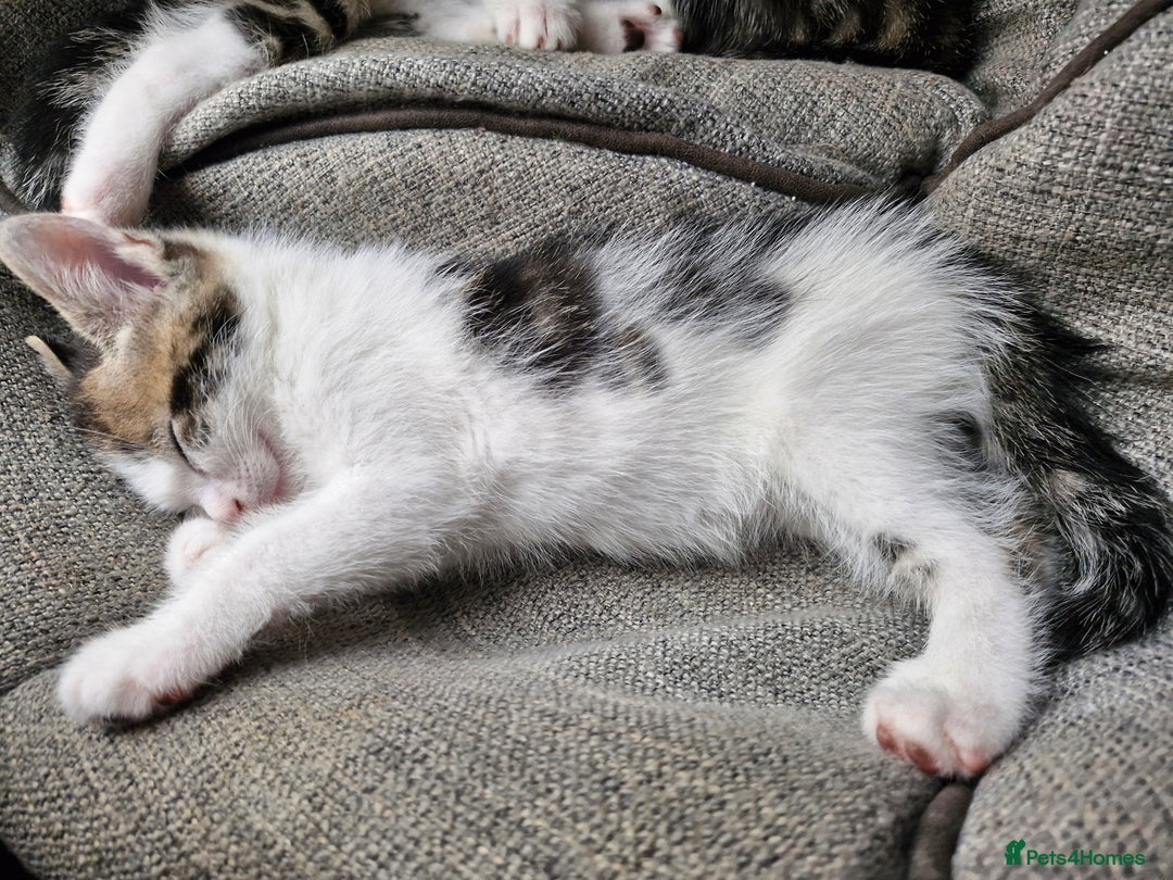 Mixed Breed cats for sale: 🐾 Rory & Charlie – Bengal Mix Boys 🐾 - Image 5