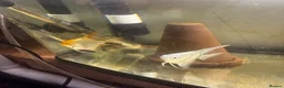 Angelfish fish for sale: Adults breeding pair and small babies for sale  - Advert 3