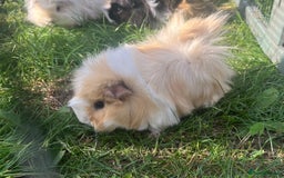Guinea Pig rodents for sale: Guinea pigs looking for new homes  - Image 6
