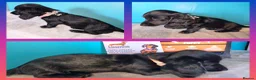 Miniature Dachshund dogs for sale: REDUCED✨️ RTG NOW✨️SOLID COLOURS✨️ MINI DACHSHUNDS - Advert 8