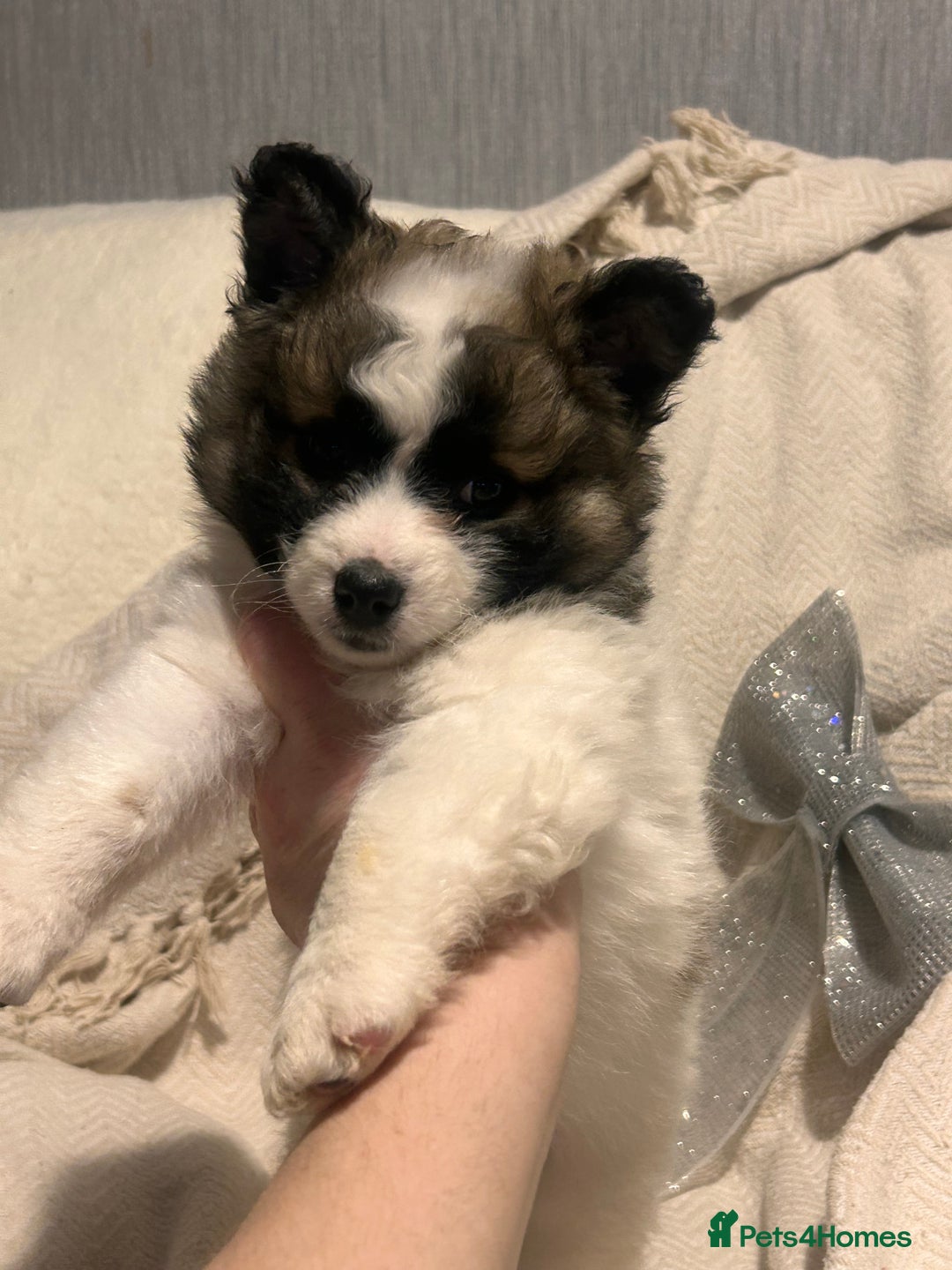 Mixed Breed dogs for sale: German spitz cross - Advert 24