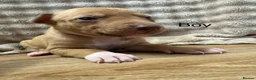 Mixed Breed dogs for sale: Bull x lurcher perfect working dog or pets  in Alston - Advert 2