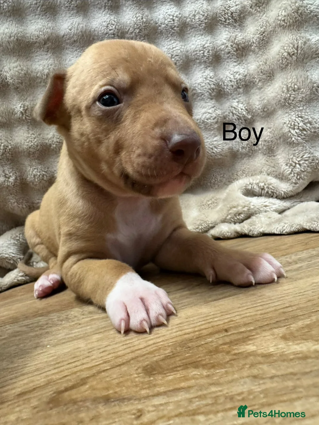 Mixed Breed dogs for sale: Bull x lurcher perfect working dog or pets  in Alston - Advert 2