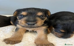 Lakeland Terrier dogs for sale: Beautiful Lakeland Terriers - Image 5
