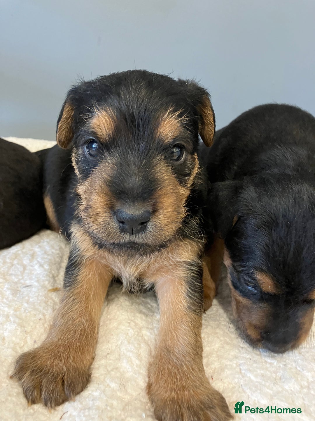 Lakeland Terrier dogs for sale: Beautiful Lakeland Terriers - Image 5