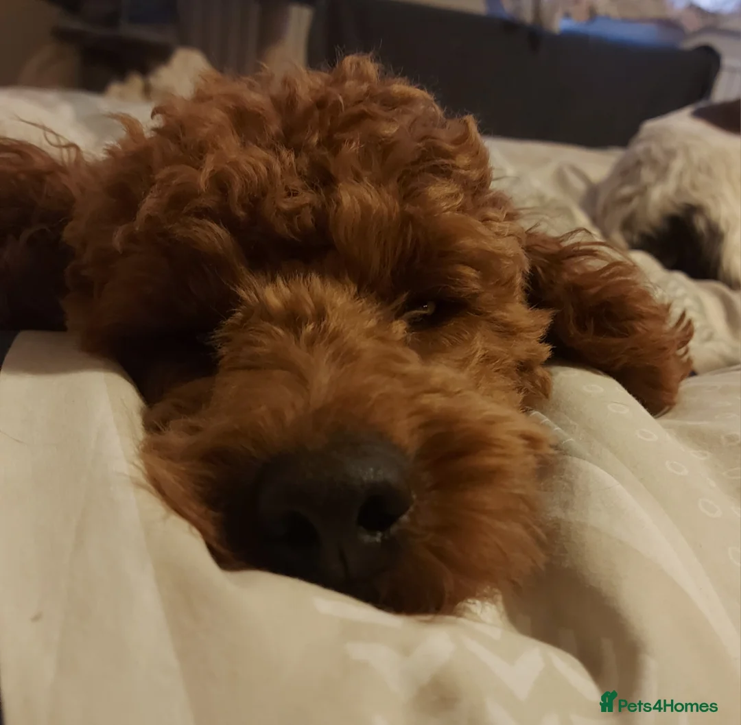 Miniature Poodle dogs for stud: OUR BARRY-KC REGISTERED MINIATURE POODLE FOR STUD in Preston - Advert 20