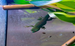 Gecko reptiles for sale: Unsexed CB24 Giant day Gecko  with terrarium  - Image 3