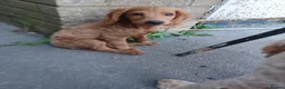 Cockapoo dogs for sale: One F2 miniature cockapoo boy left! Ready now  - Advert 9