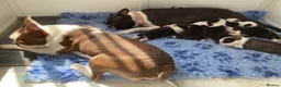 Boston Terrier dogs for stud: PROVEN RED KC REG BOSTON TERRIER  - Advert 7
