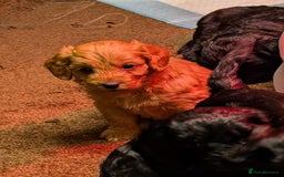 Cockapoo dogs for sale: F1 Miniature Phantom Cockapoos  READY NOW  in Chulmleigh - Image 12