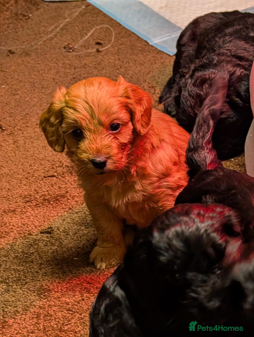 Cockapoo dogs for sale: F1 Miniature Phantom Cockapoos  READY NOW  in Chulmleigh - Image 12