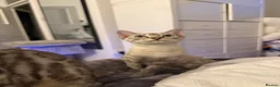 Bengal cats for sale: TICA Registered Gorgeous Bengals  - Advert 14