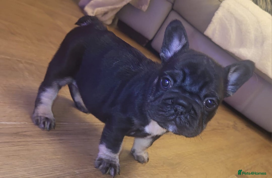 French Bulldog dogs for sale: stunning pups ready to leave  - Image 6