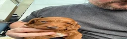 Cockapoo dogs for sale: A gorgeous litter of cockapoos 2 red and 1 black  - Advert 13