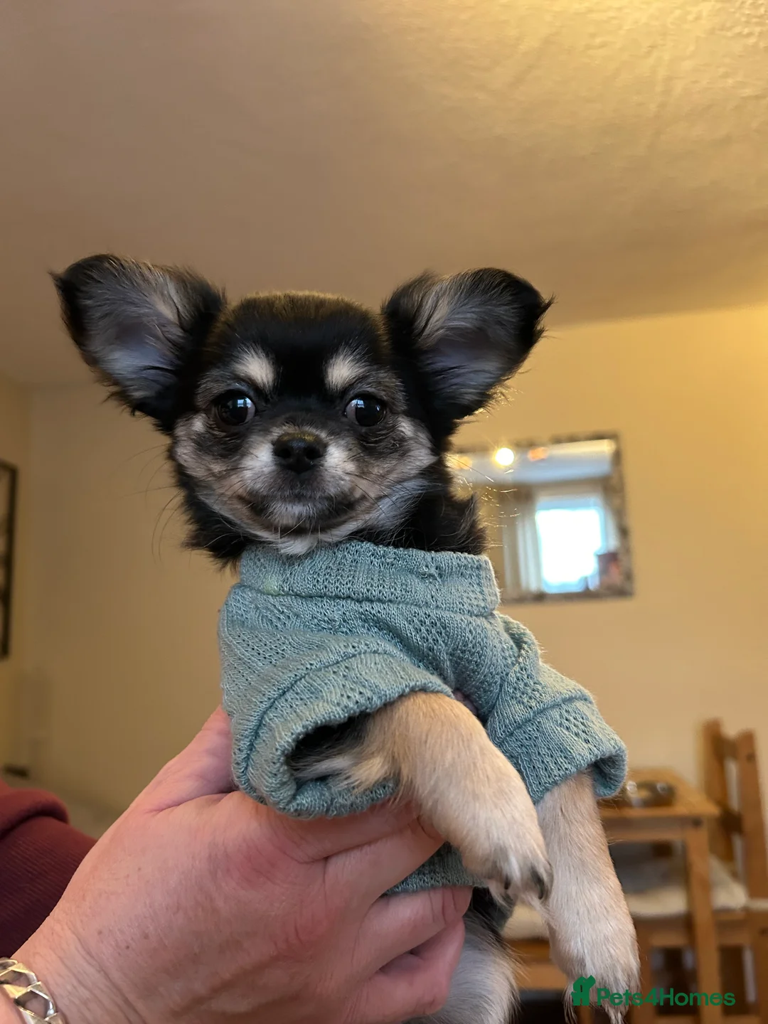 Chihuahua dogs for sale: Black and Tan girl - Advert 2