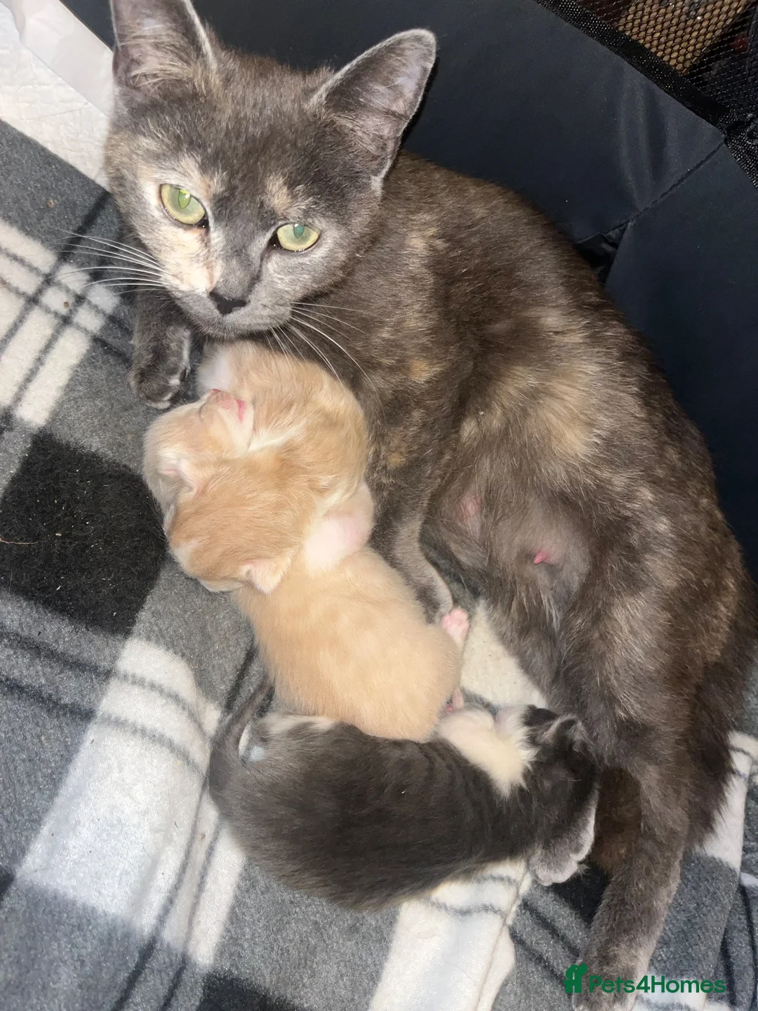 Mixed Breed cats for sale: Cookies kittens  - Advert 2