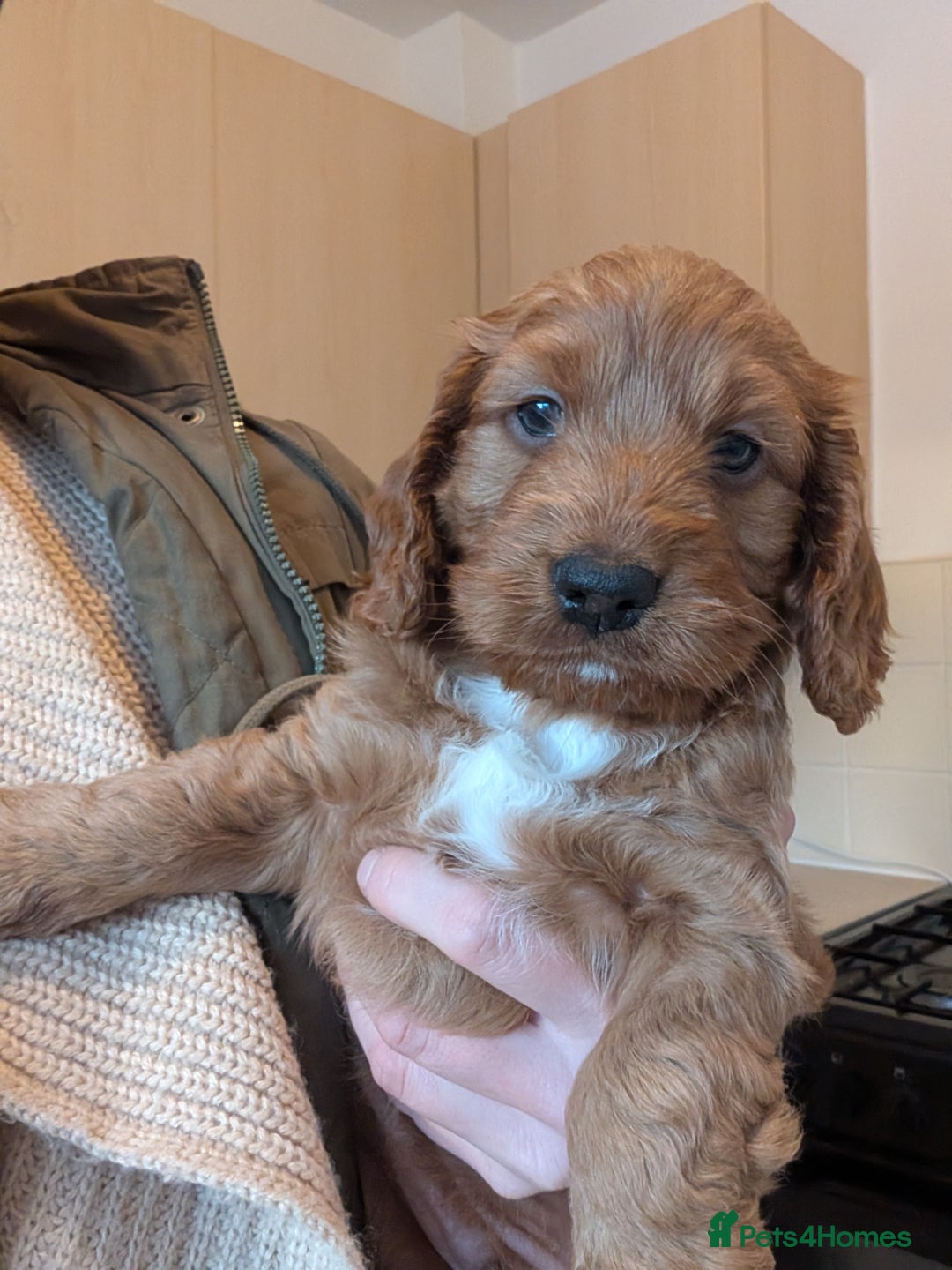 Cockapoo dogs for sale: Cockapoo x2 boys  - Advert 3