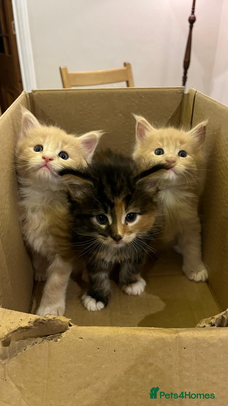 Maine Coon cats Pedigree Maine Coon Kittens - Advert 2