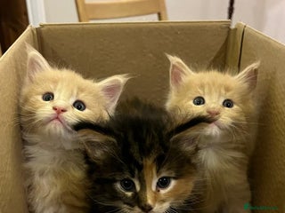 Maine Coon cats Pedigree Maine Coon Kittens - Advert 1