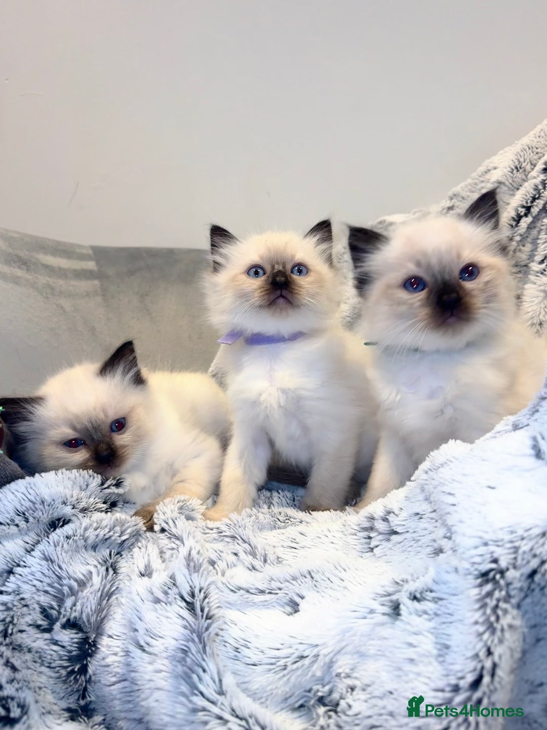 Ragdoll cats for sale: Black point Ragdoll Kittens🖤 - Advert 4