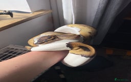 Python Snake reptiles for sale: Female Pied Ball Python  - Advert 2
