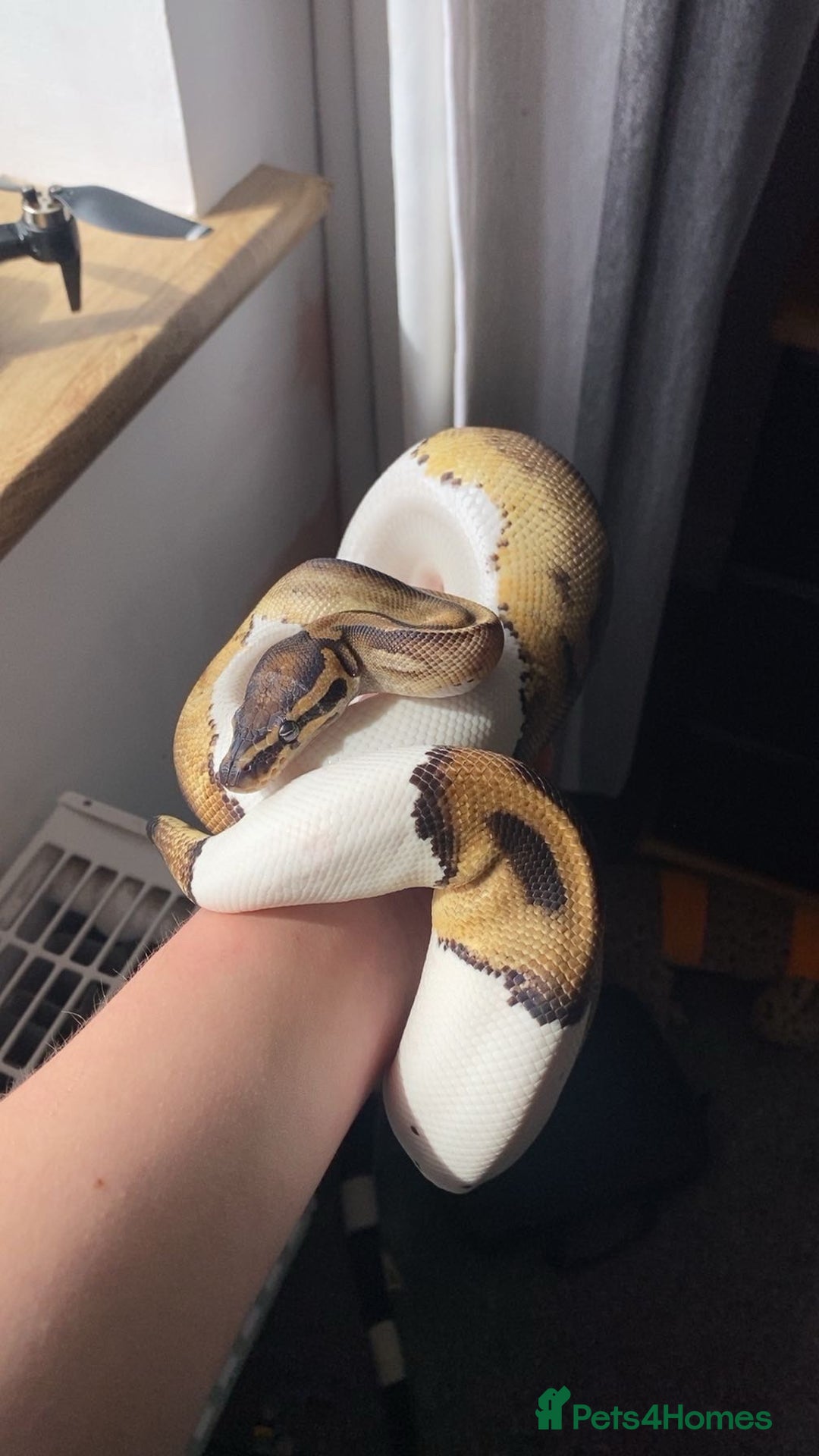 Python Snake reptiles for sale: Female Pied Ball Python  - Advert 2