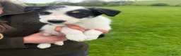 Mixed Breed dogs for sale: Beautiful collie pups  - Advert 5