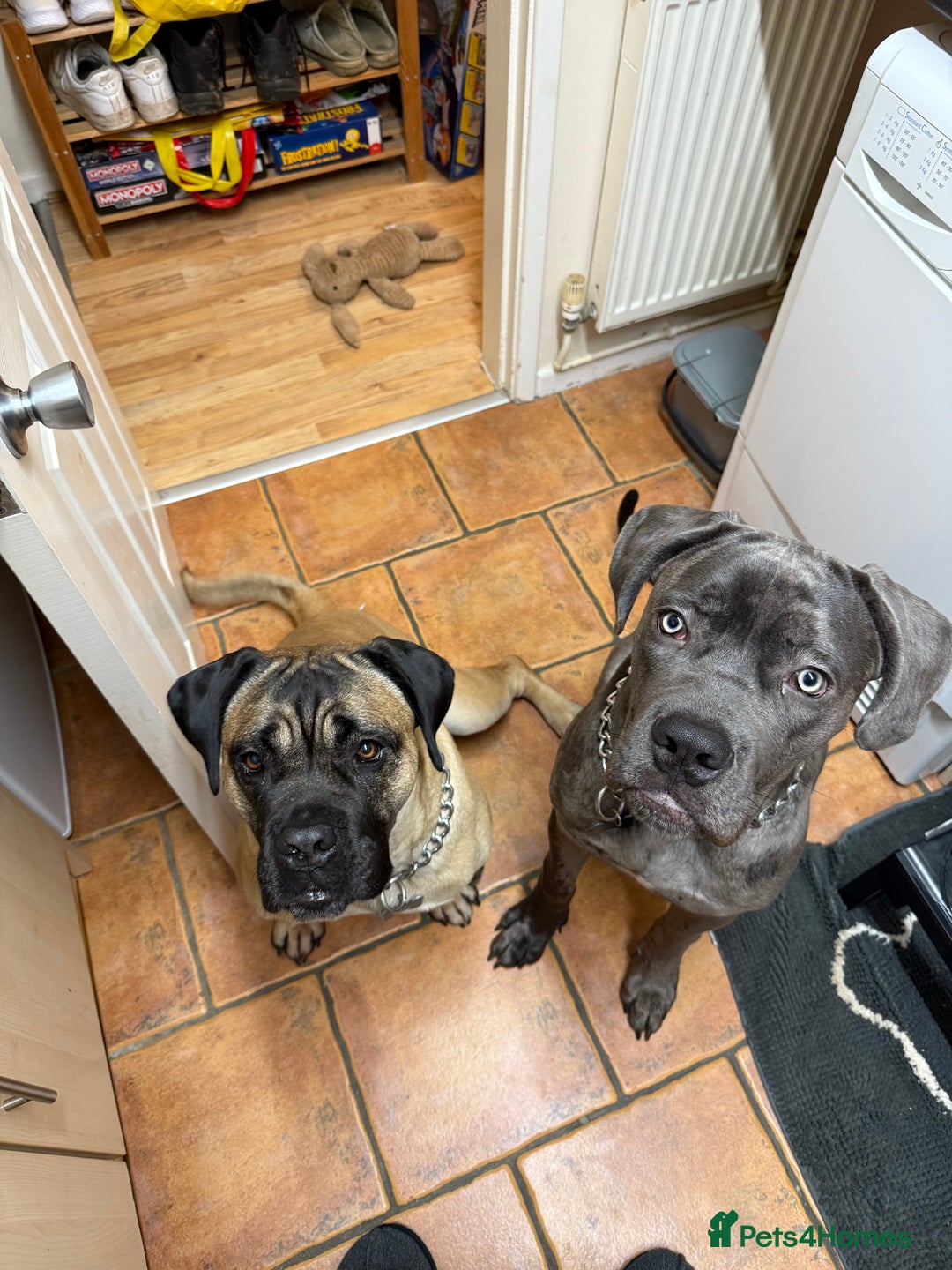 Mixed Breed dogs for sale: Cane Corso x Great Dane  - Advert 19