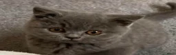 British Shorthair cats for sale: Chunky British shorthaired kittens - Advert 6