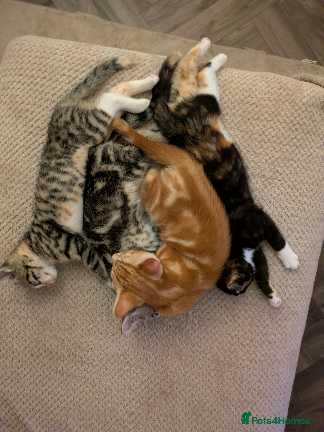Bengal cats for sale: Bengal x Calico - READY TO GO!!!  - Advert 1