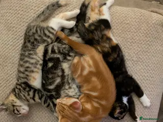 Bengal cats Bengal x Calico - READY TO GO!!! - Advert 3