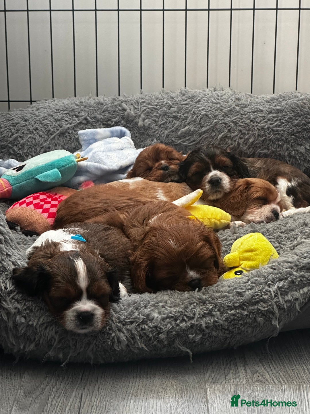 Cavalier King Charles Spaniel dogs for sale: 5 beautiful cavalier King Charles spaniel puppies - Image 11