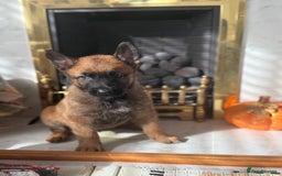 Belgian Shepherd Dog dogs for sale: Top working line puppies  - Image 29