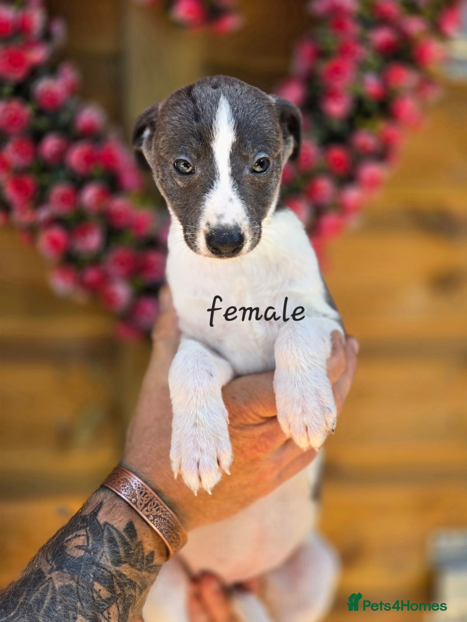 Mixed Breed dogs 3/4 whippet 1/4 border collie - Advert 18