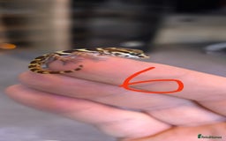 Gecko reptiles for sale: Leopard geckos and pictus geckos - Image 10