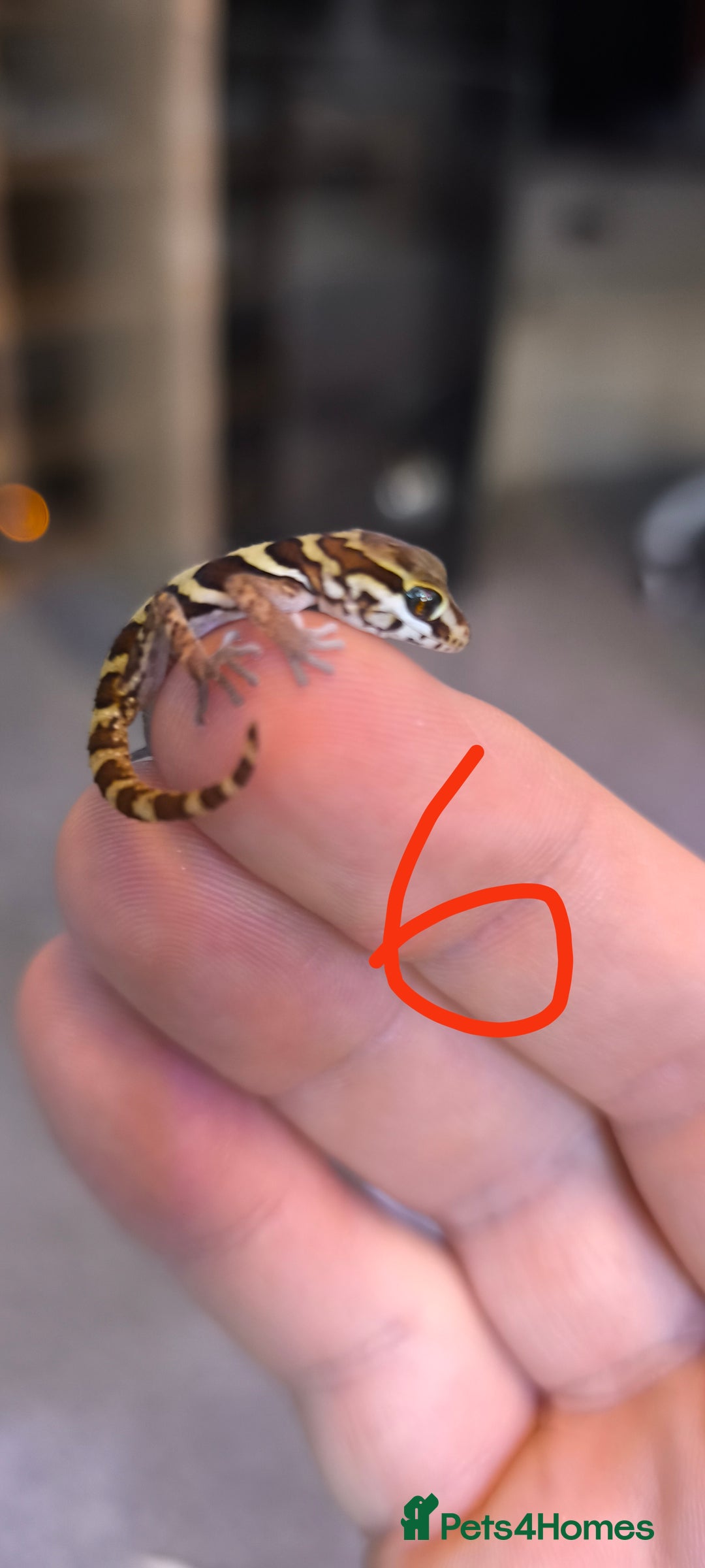 Gecko reptiles for sale: Leopard geckos and pictus geckos - Image 10