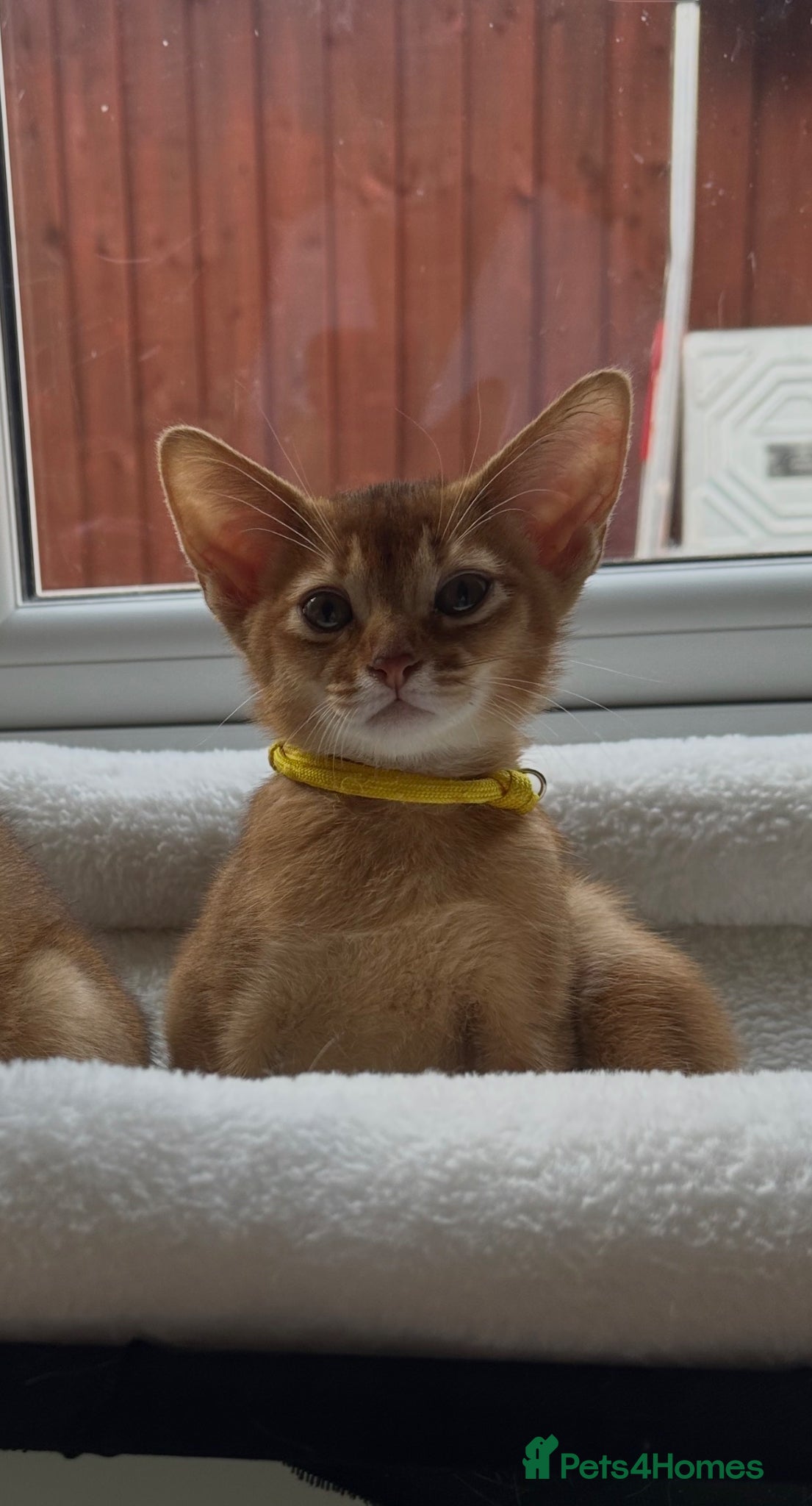 Abyssinian cats for sale: Abyssinian kittens  - Advert 9