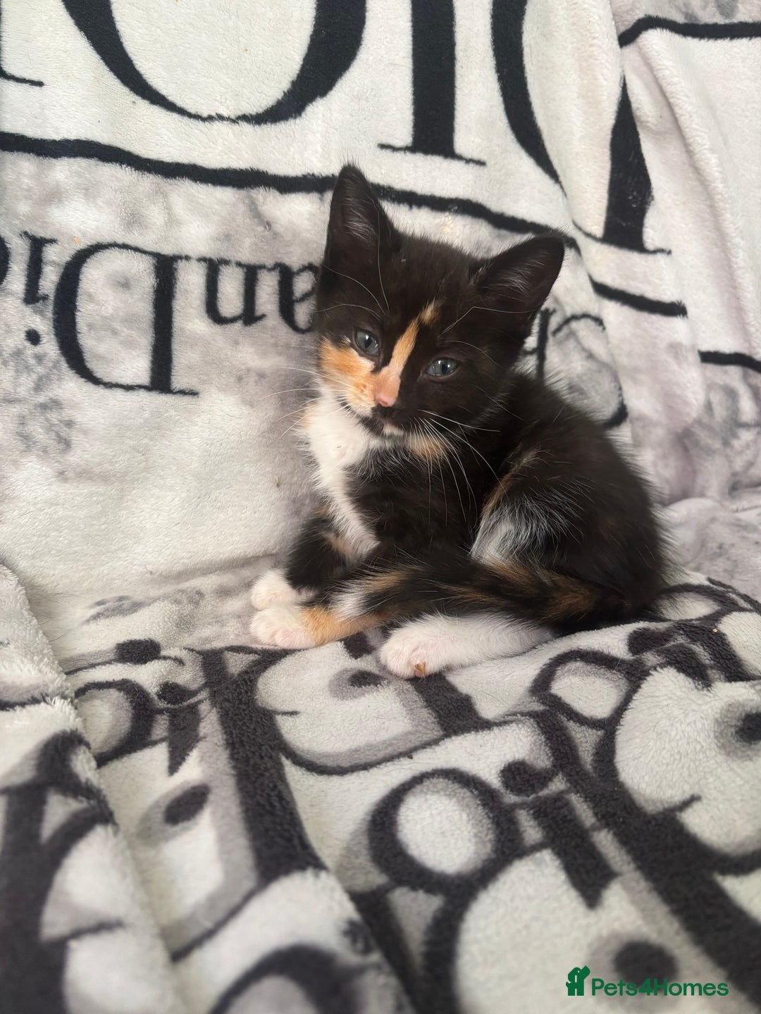 Ragdoll cats for sale: Gorgeous Ragdoll X Kittens - Solid Colours - Advert 5